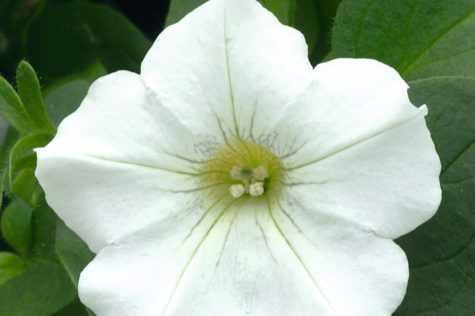 Petunia_Headliner_White_Bloom_1699.jpg