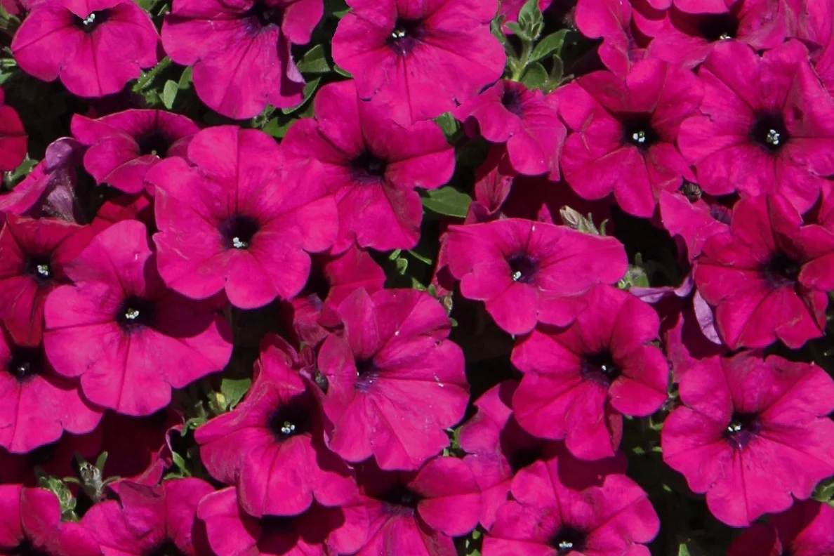 Petunia_Main_Stage_Purple_Bloom_18237.jpg