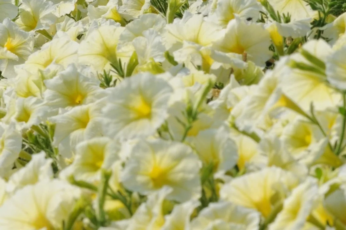 Petunia_Madness_Yellow_Improved_Landscape_7257.jpg