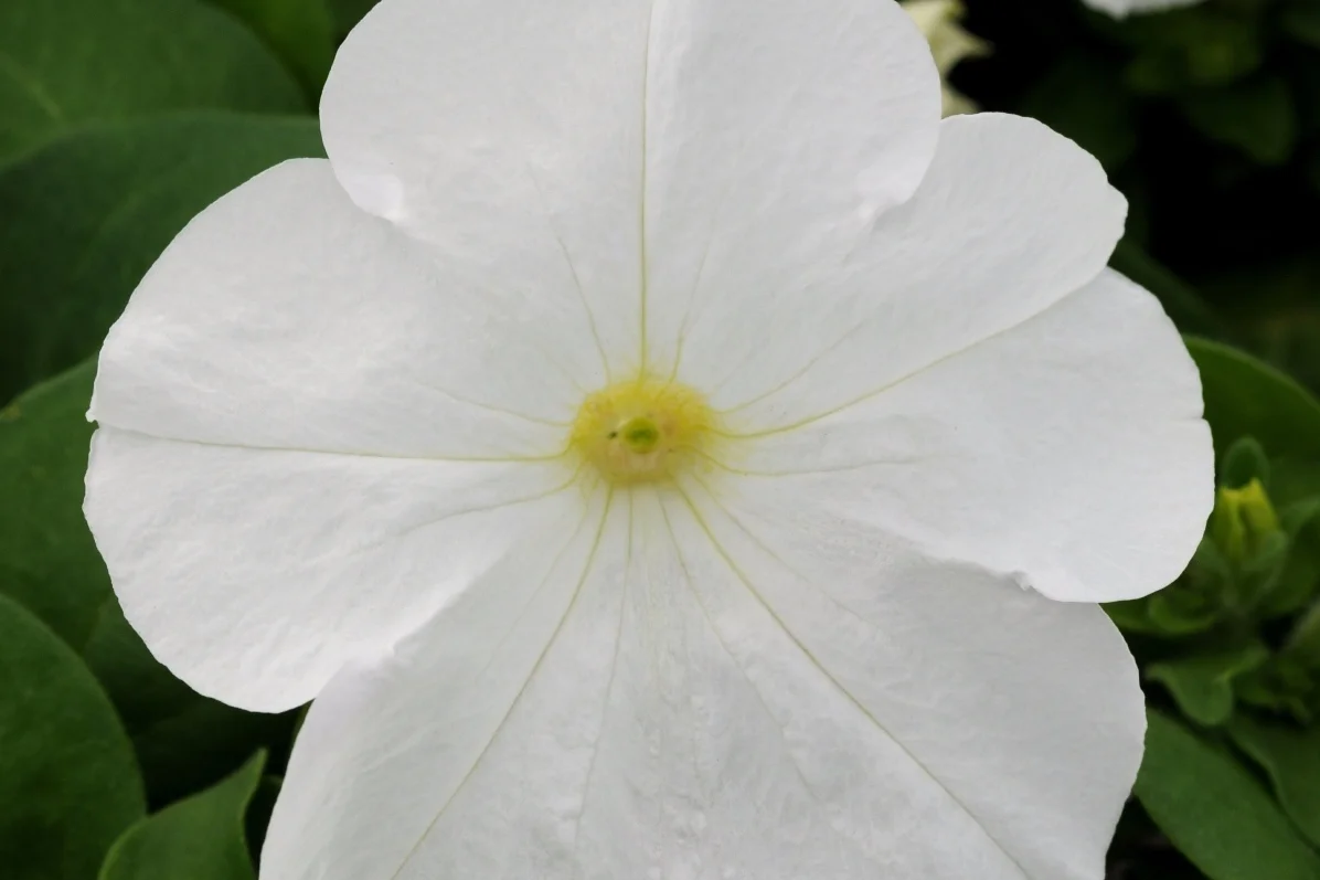 Petunia_Pretty_Flora_White_Bloom_7381.jpg