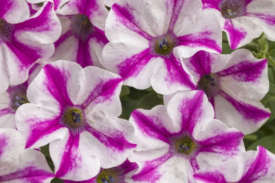 supertunia_lovie_dovie_tag.jpg