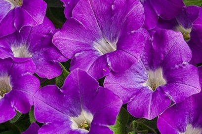supertunia_morning_glory_charm_tag.jpg