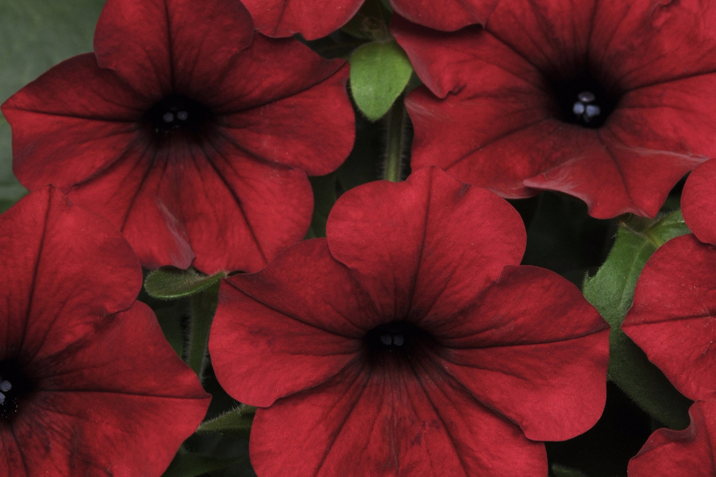 Spreading_Petunia_Tidal_Wave_Red_Velour_Bloom_9553.jpg