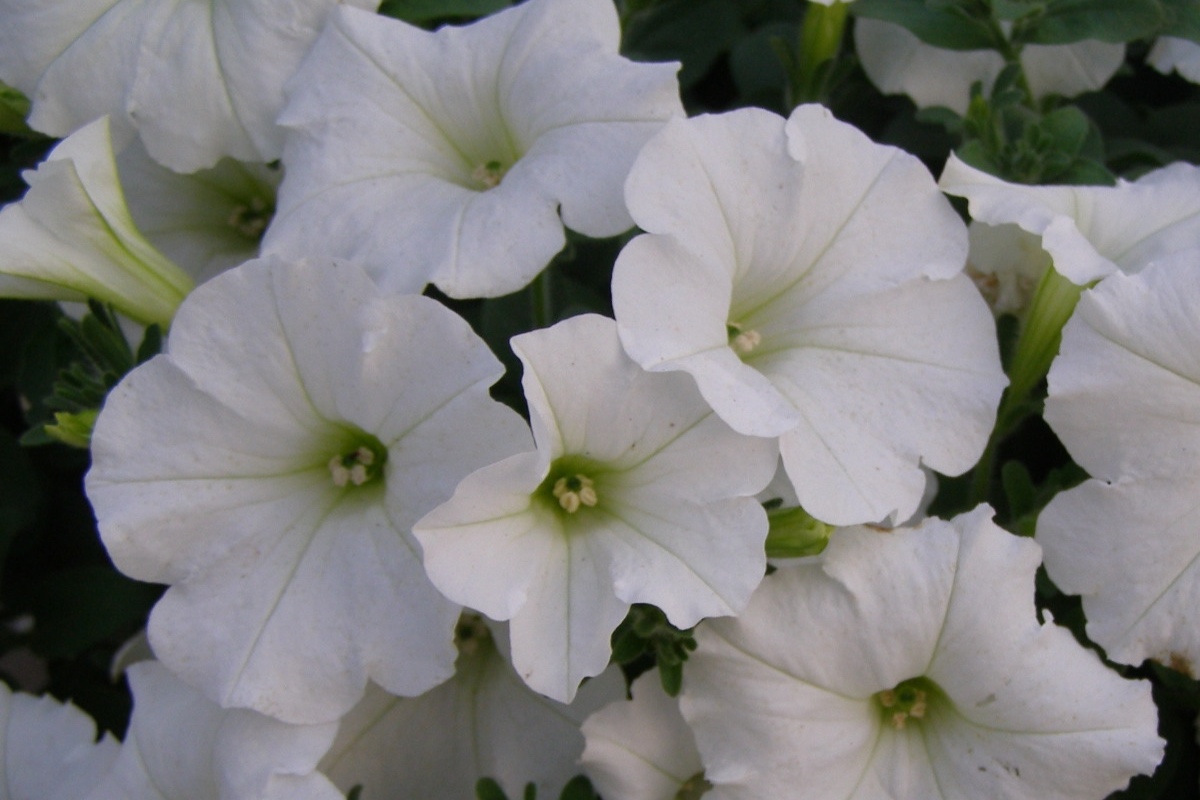 Easy-Wave-Petunia-White.jpg
