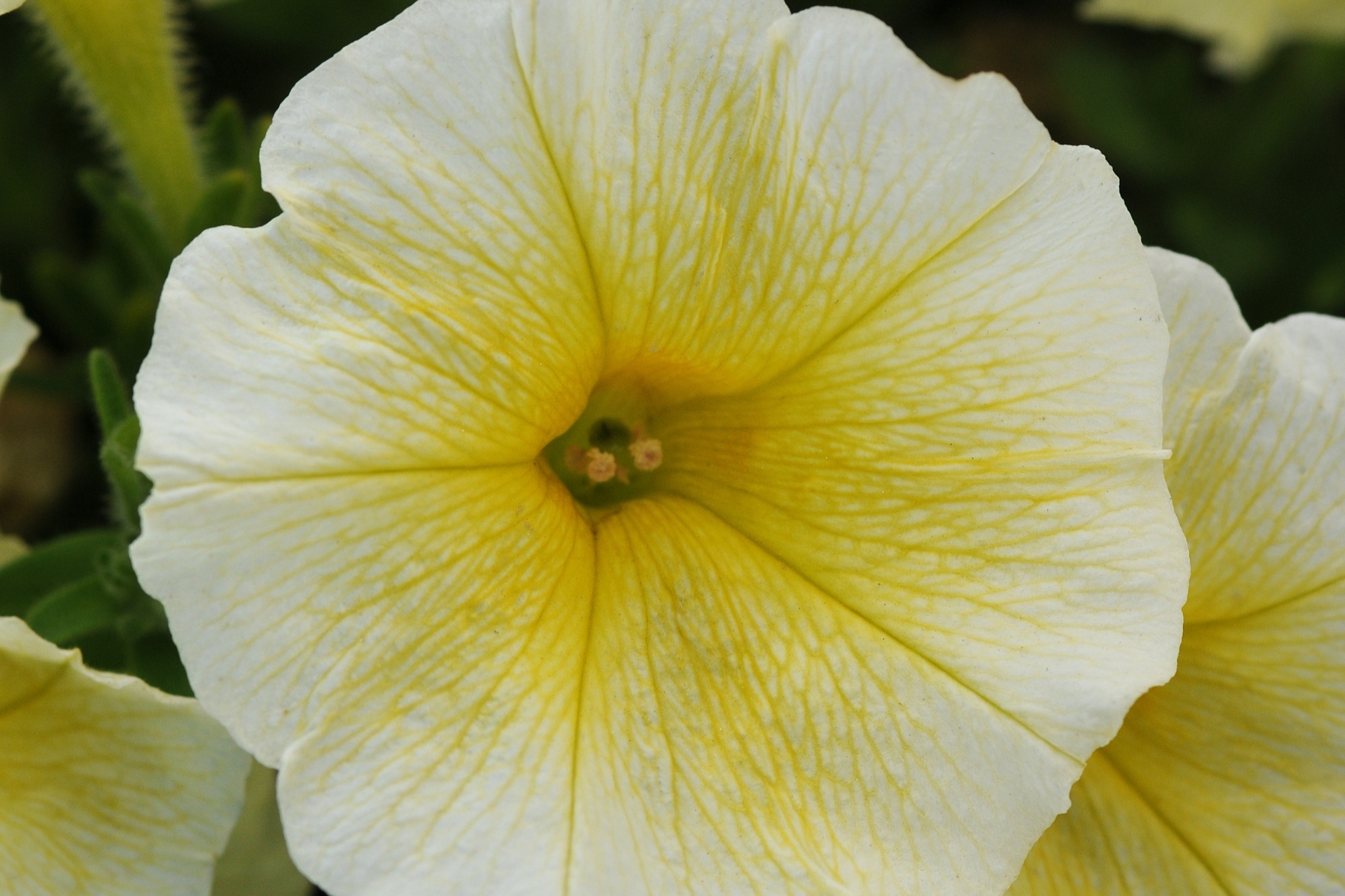 Spreading_Petunia_Easy_Wave_Yellow_Bloom_12256.jpg