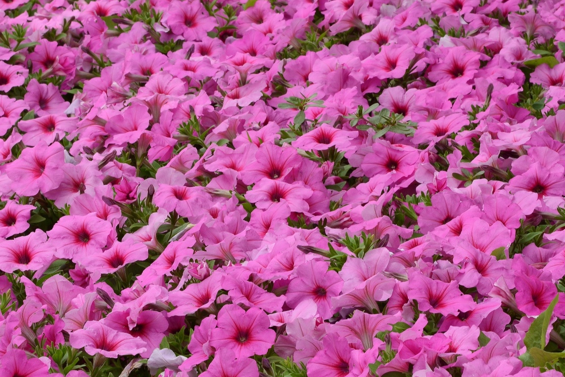 Spreading_Petunia_Easy_Wave_Pink_Passion_Landscape_15938.jpg