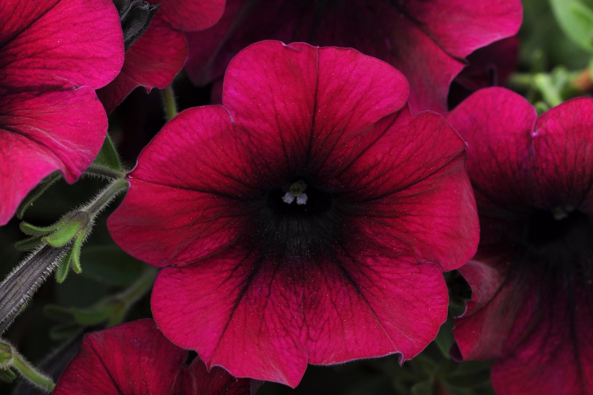 Spreading_Petunia_Easy_Wave_Burgundy_Velour_Bloom_7343.jpg