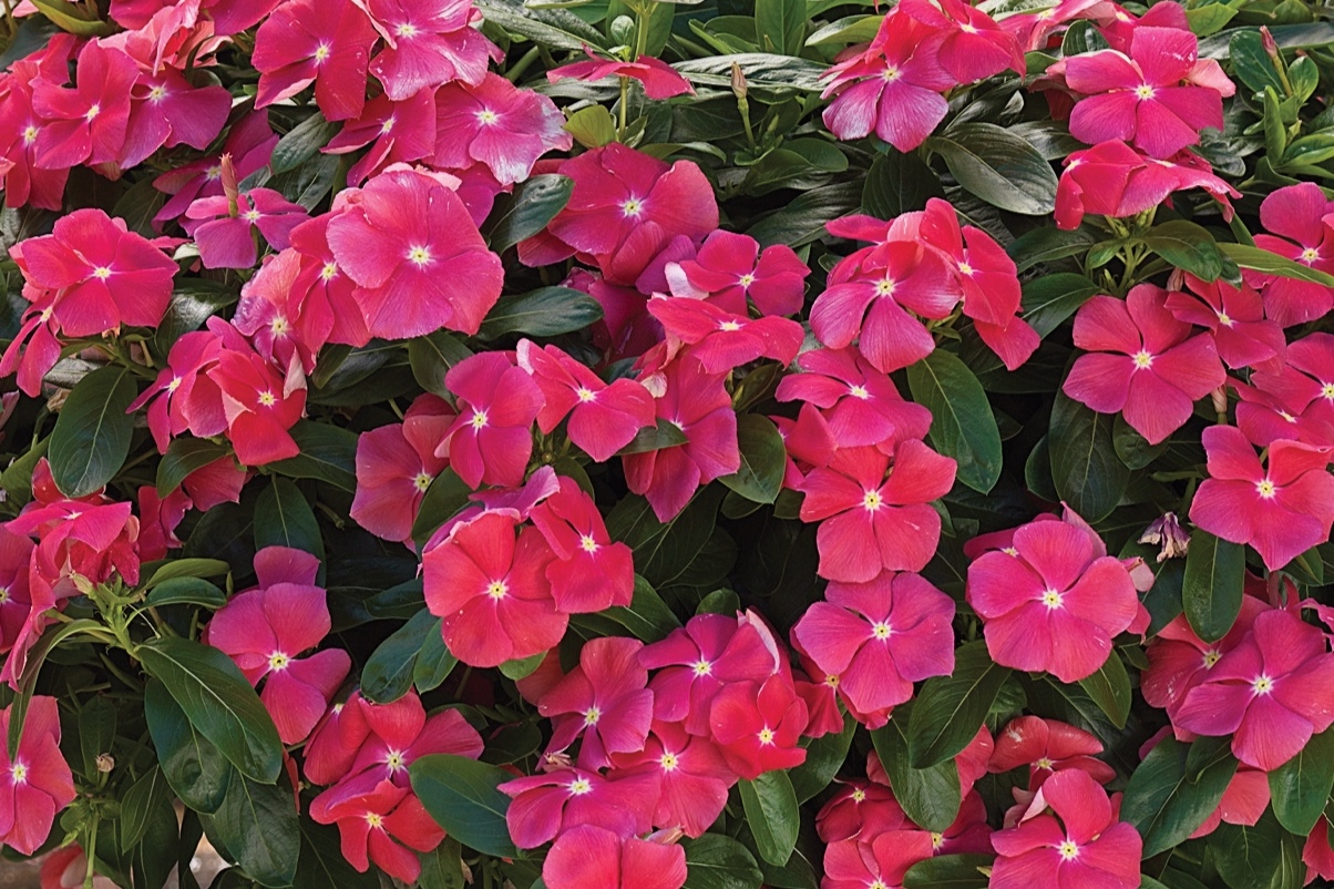 Vinca_Cora_Cascade_Cherry_Container_14722.jpg