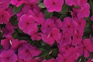 vinca+cora+cascade+violet.jpg