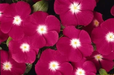 pacifica magenta halo.jpg