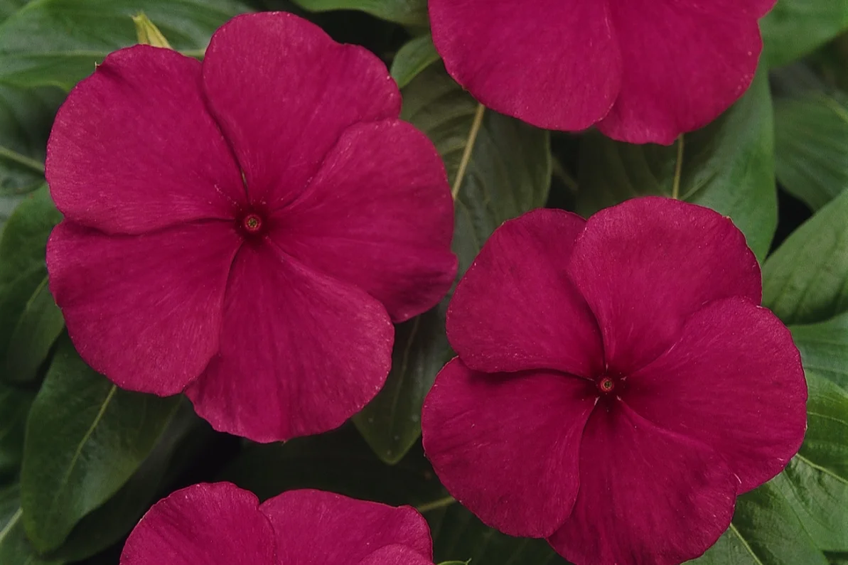Vinca_Titan_Burgundy_Bloom_8937.jpg