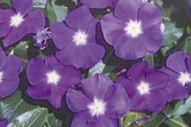 victorylavender01.jpg
