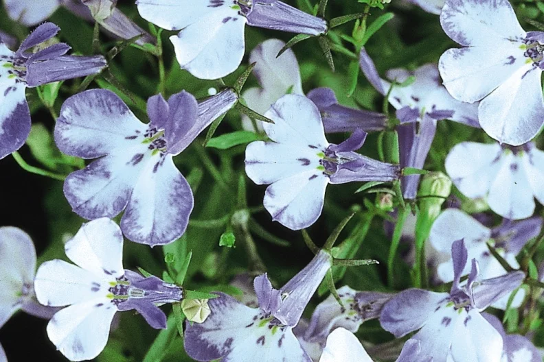 Lobelia_Riviera_Blue_Splash_Bloom_5539.jpg