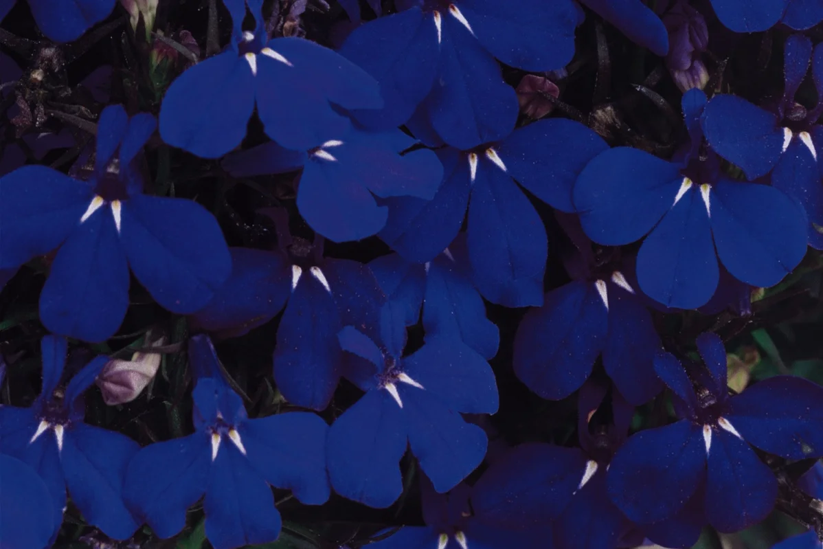 Lobelia_Riviera_Midnight_Blue_Bloom_6160.jpg