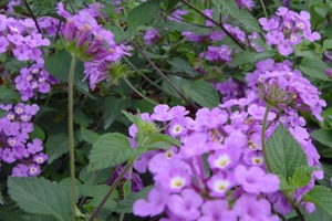 Lantana_Purplea300.jpg