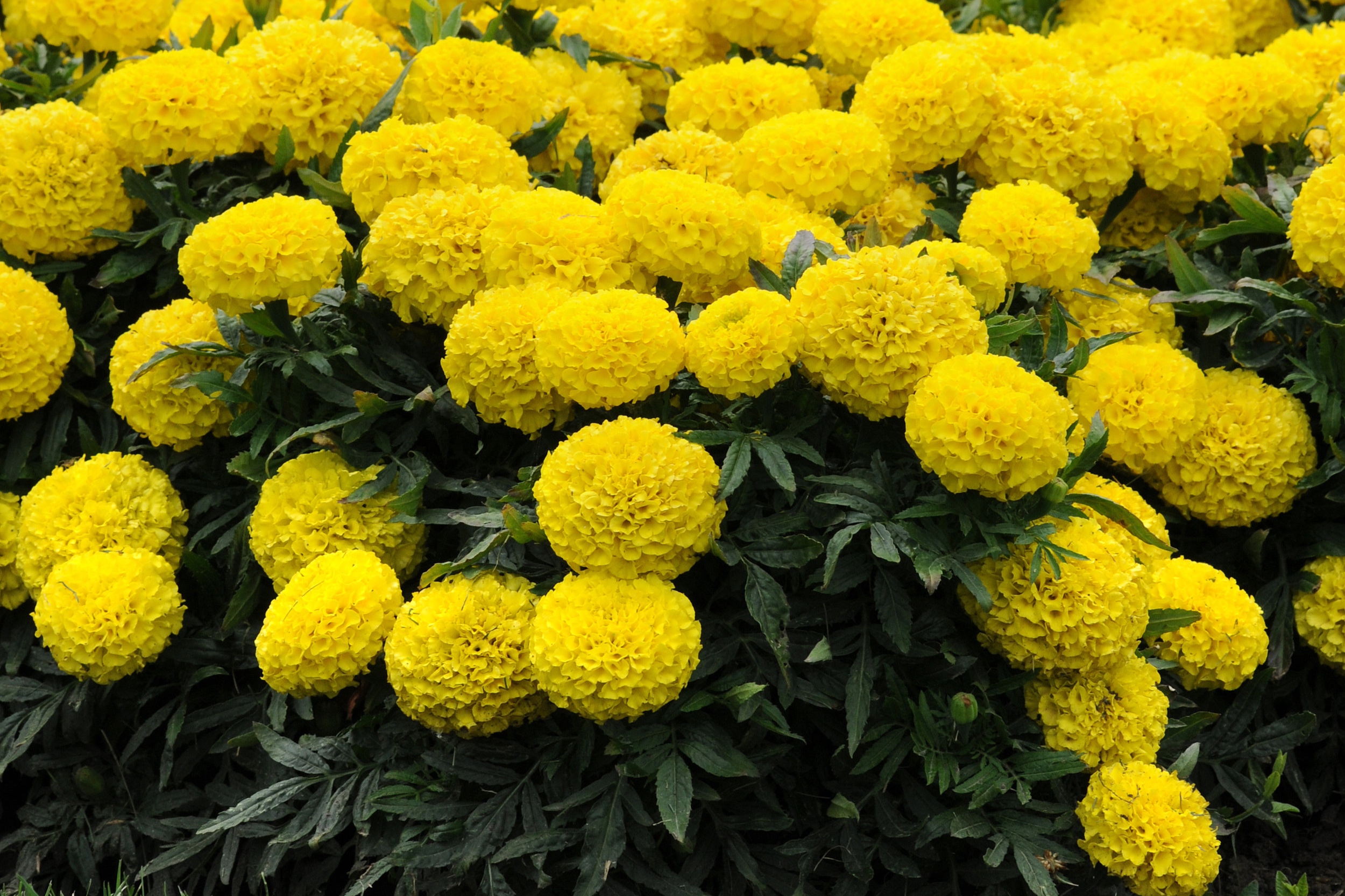 African_Marigold_Taishan_Yellow_Landscape_5559.jpg