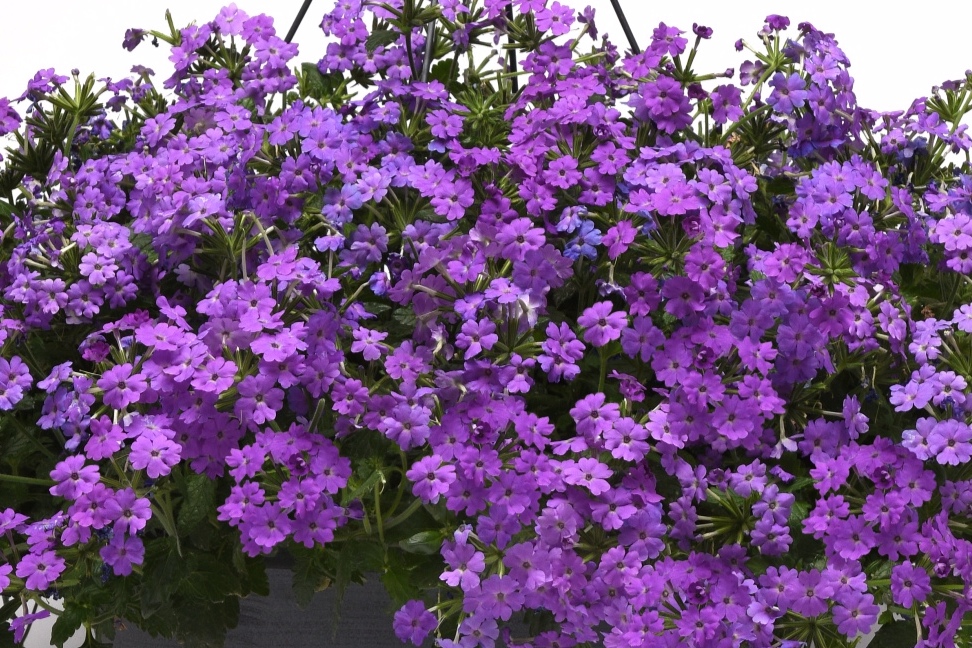Verbena_Firehouse_Grape_Basket_24437.jpg