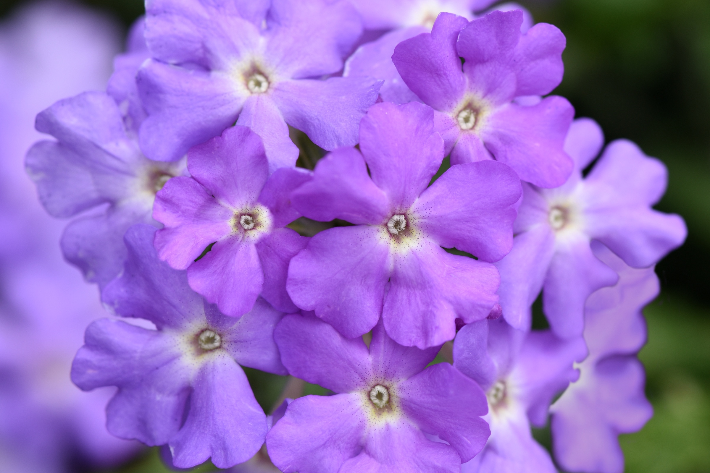 Verbena_Firehouse_Lavender_Bloom_23944.jpg