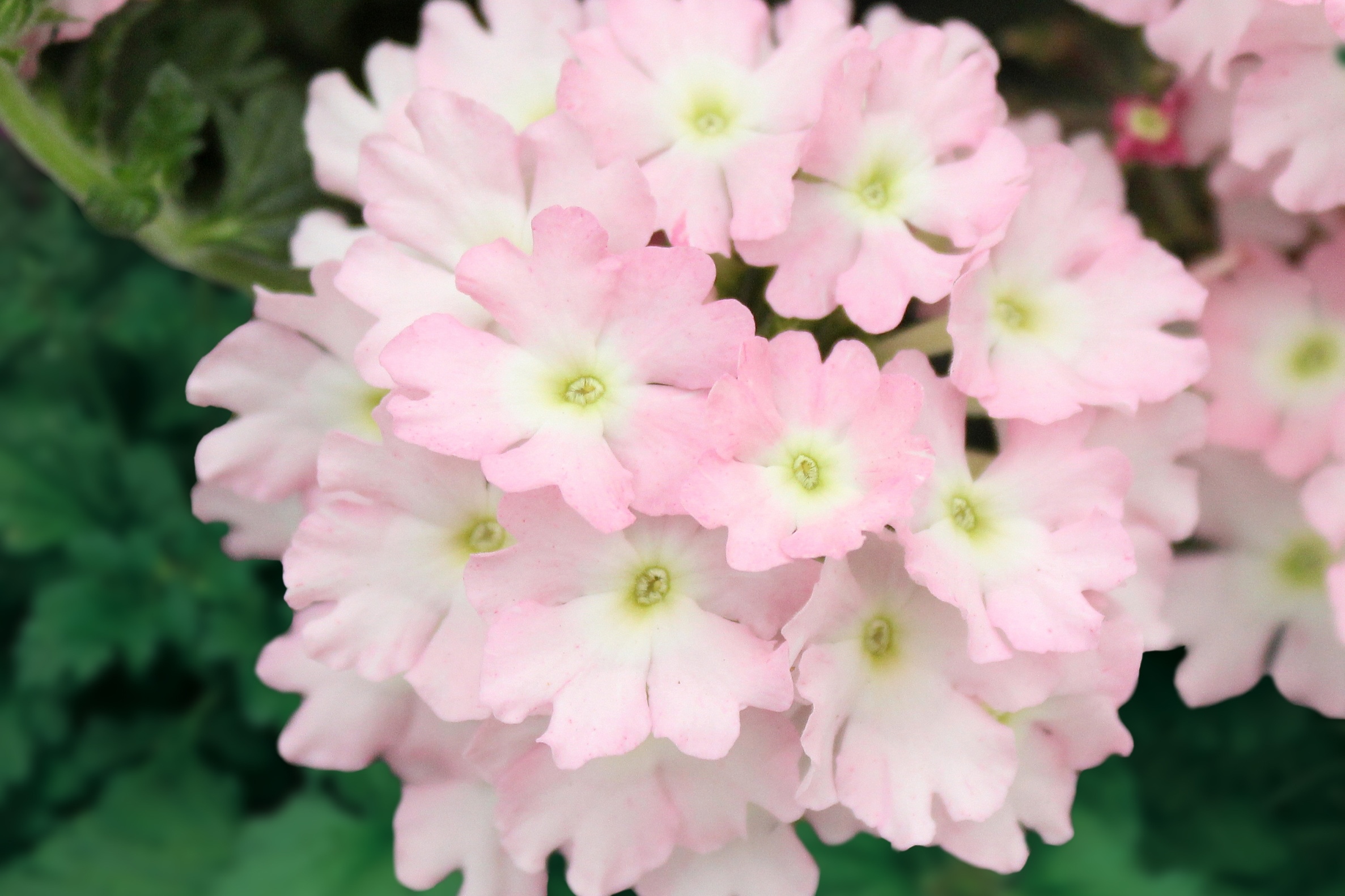 Verbena_Firehouse_Light_Pink_Bloom_24281.jpg