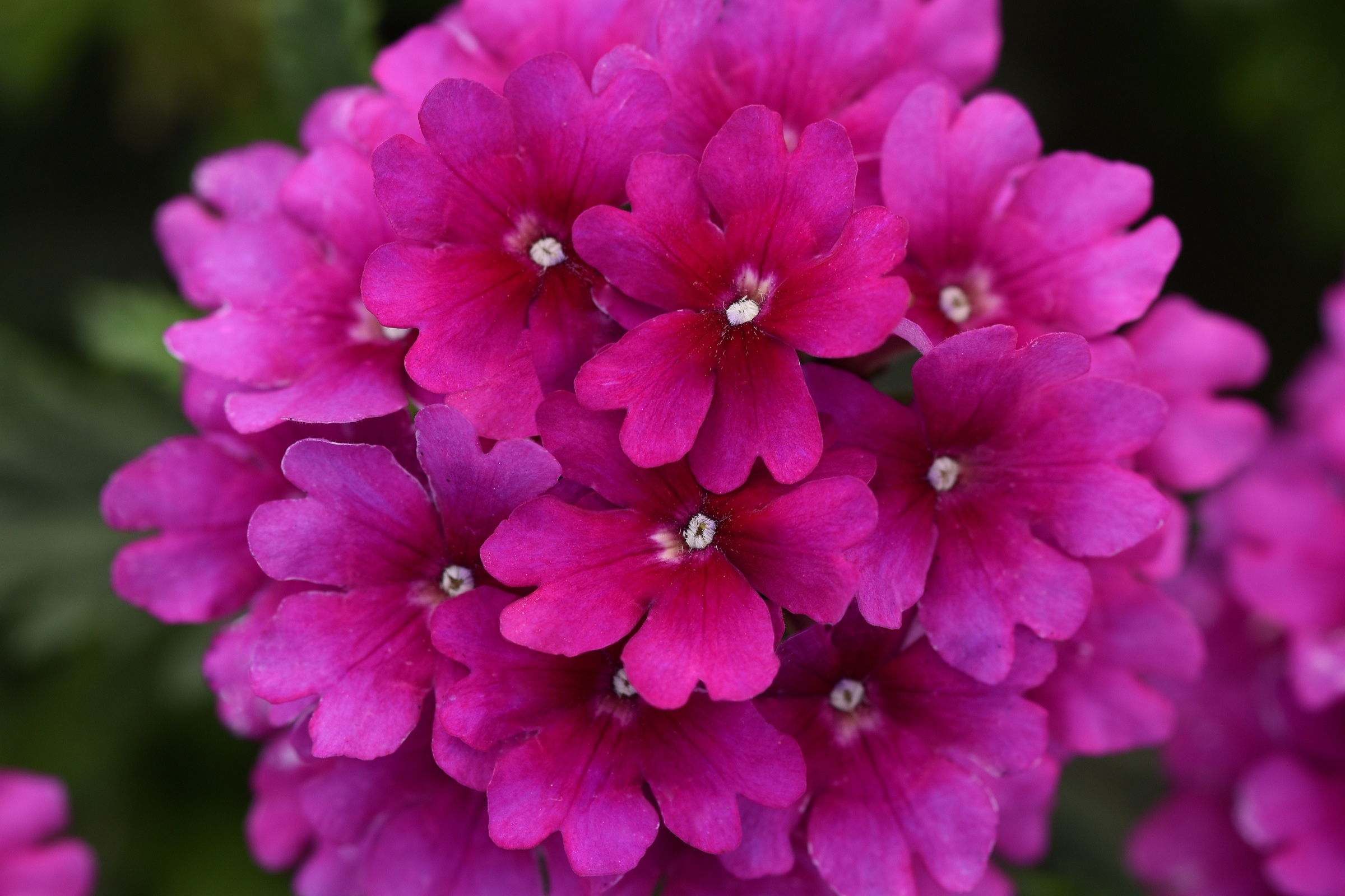 Verbena_Cadet_Upright_Purple_Bloom_23884.jpg