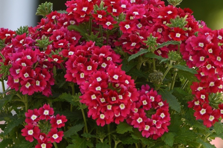 Verbena_Cadet_Upright_Red_Container_24434.jpg