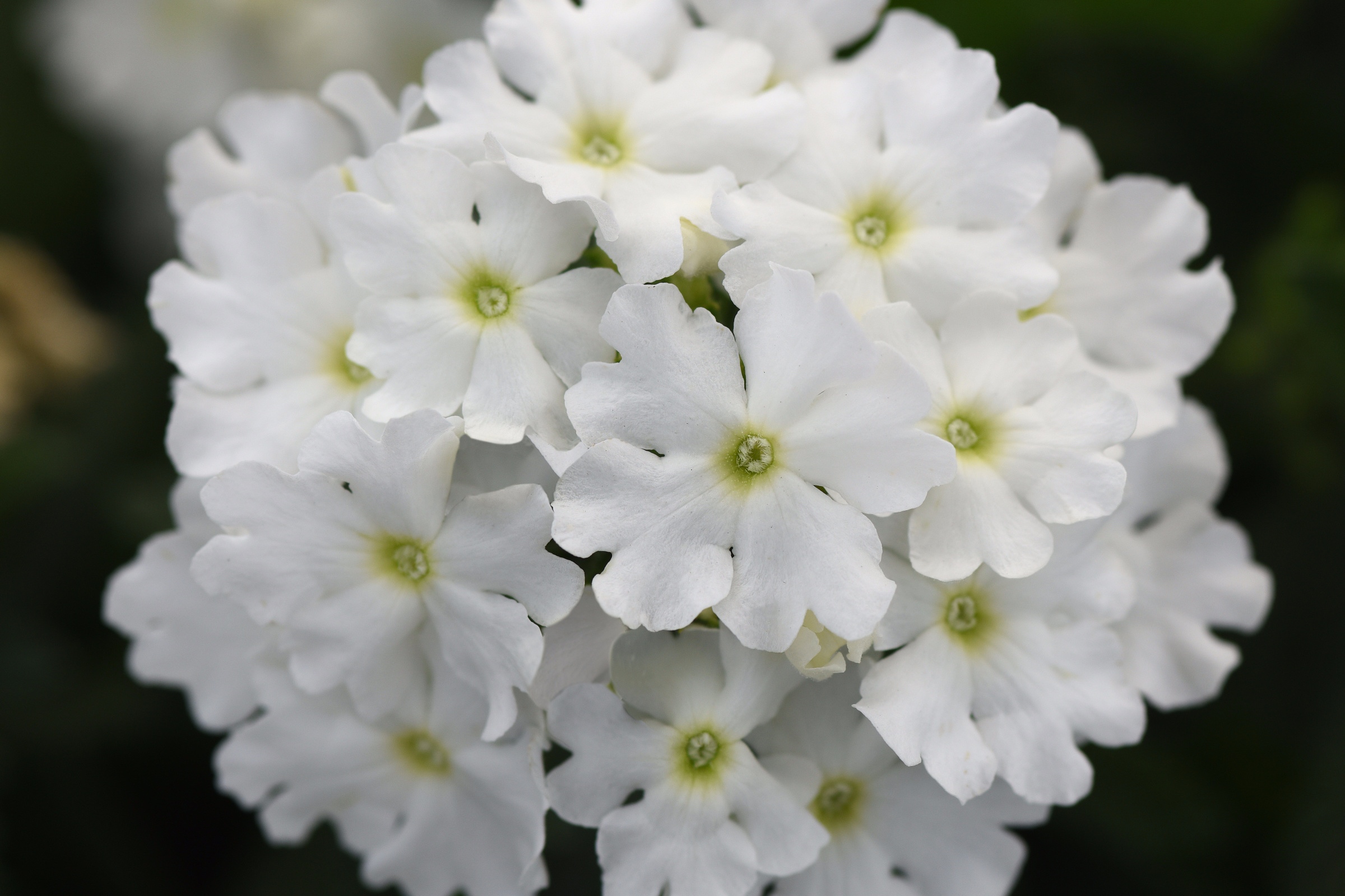 Verbena_Cadet_Upright_White_Bloom_23886.jpg