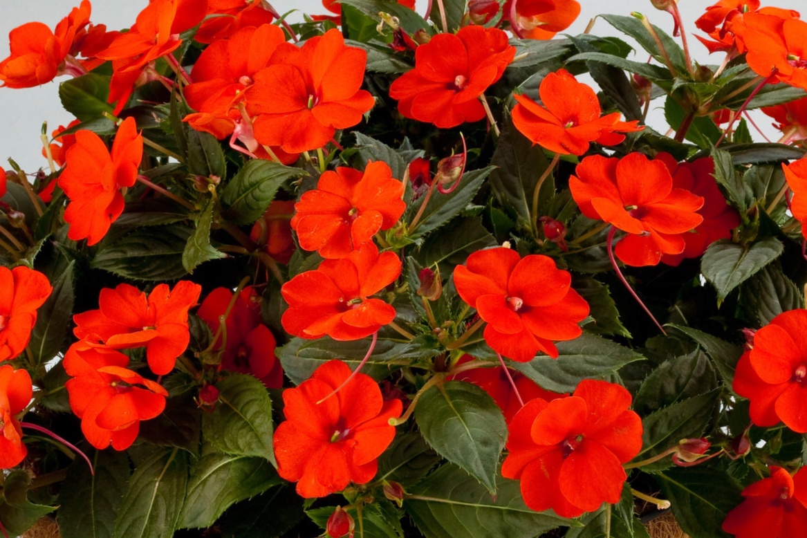 Impatiens_SunPatiens_Compact_Electric_Orange_Basket_24187.jpg