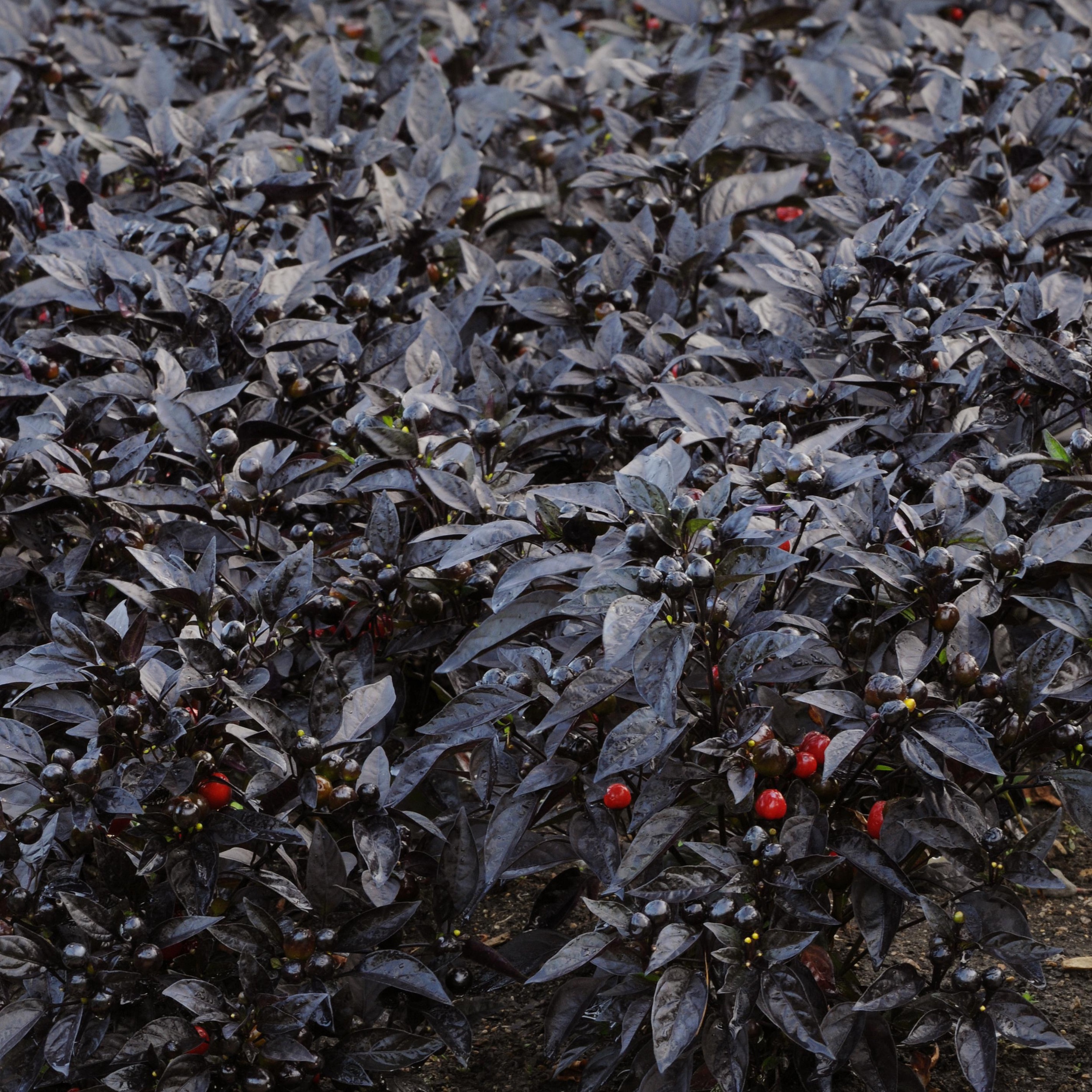 Ornamental_Pepper_Black_Pearl_Landscape_7040.jpg