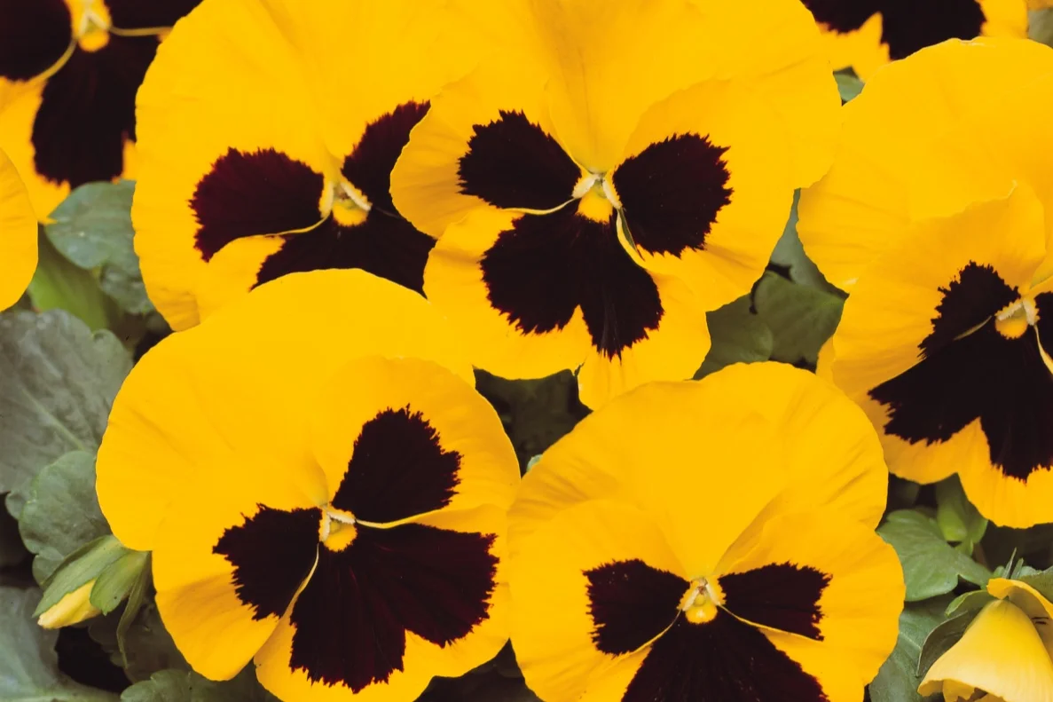 Pansy_Matrix_Yellow_Blotch_Bloom_6520.jpg
