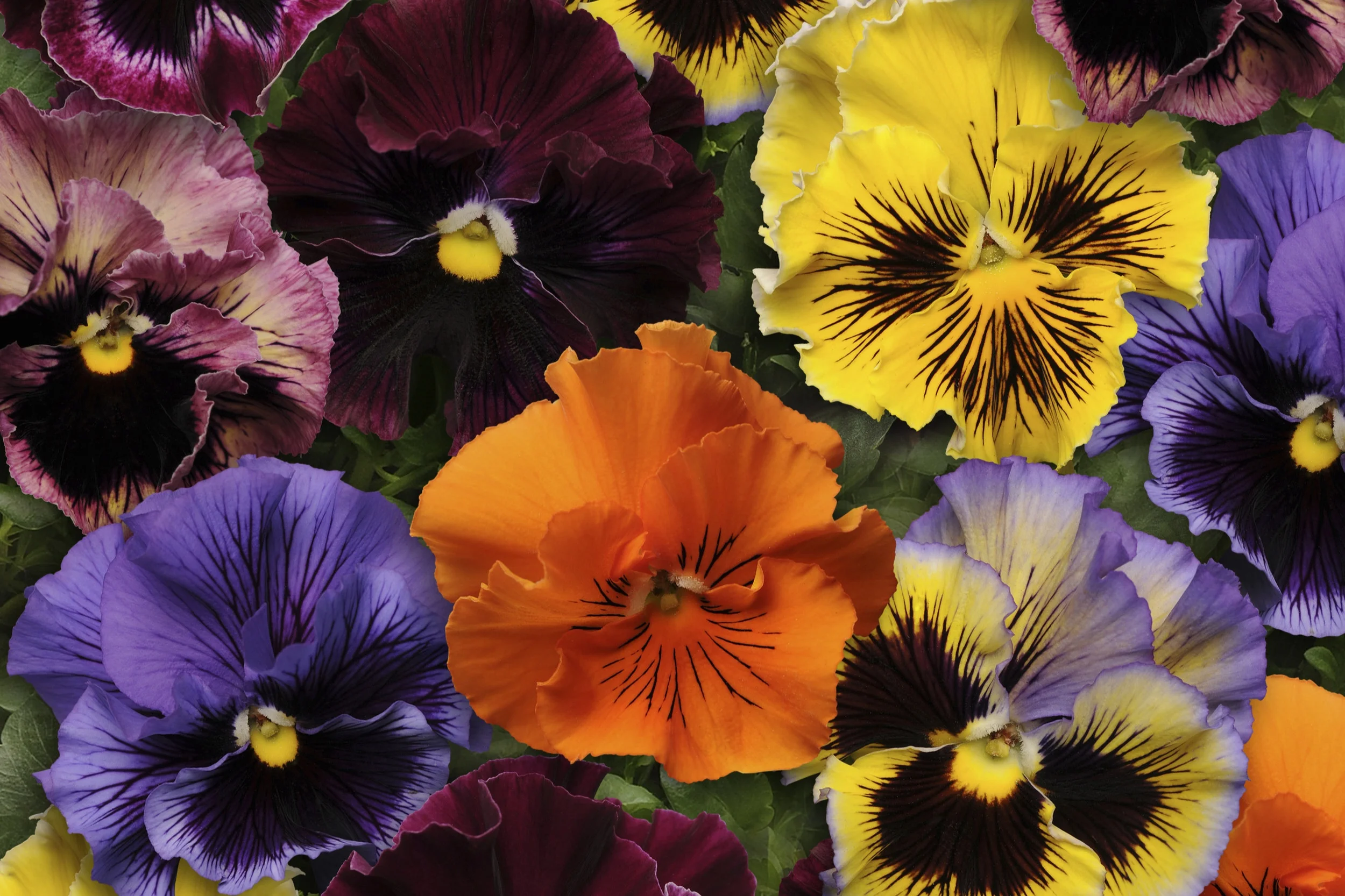Pansy_Frizzle_Sizzle_Mix_Improved_Bloom_6737.jpg