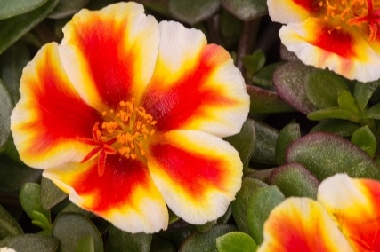 portulaca colorblast mango mojito westhoff web.jpg