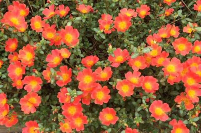 a-Portulaca-ColorBlast-Tangerine-Westhoff-08-29-16-2.jpg