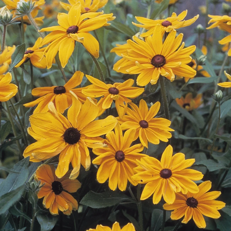 Rudbeckia_Indian_Summer_Bloom_6046.jpg