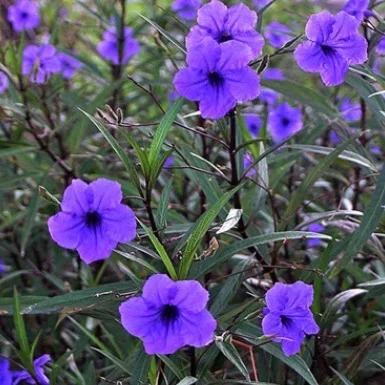 ruellia+purple+showers.jpg