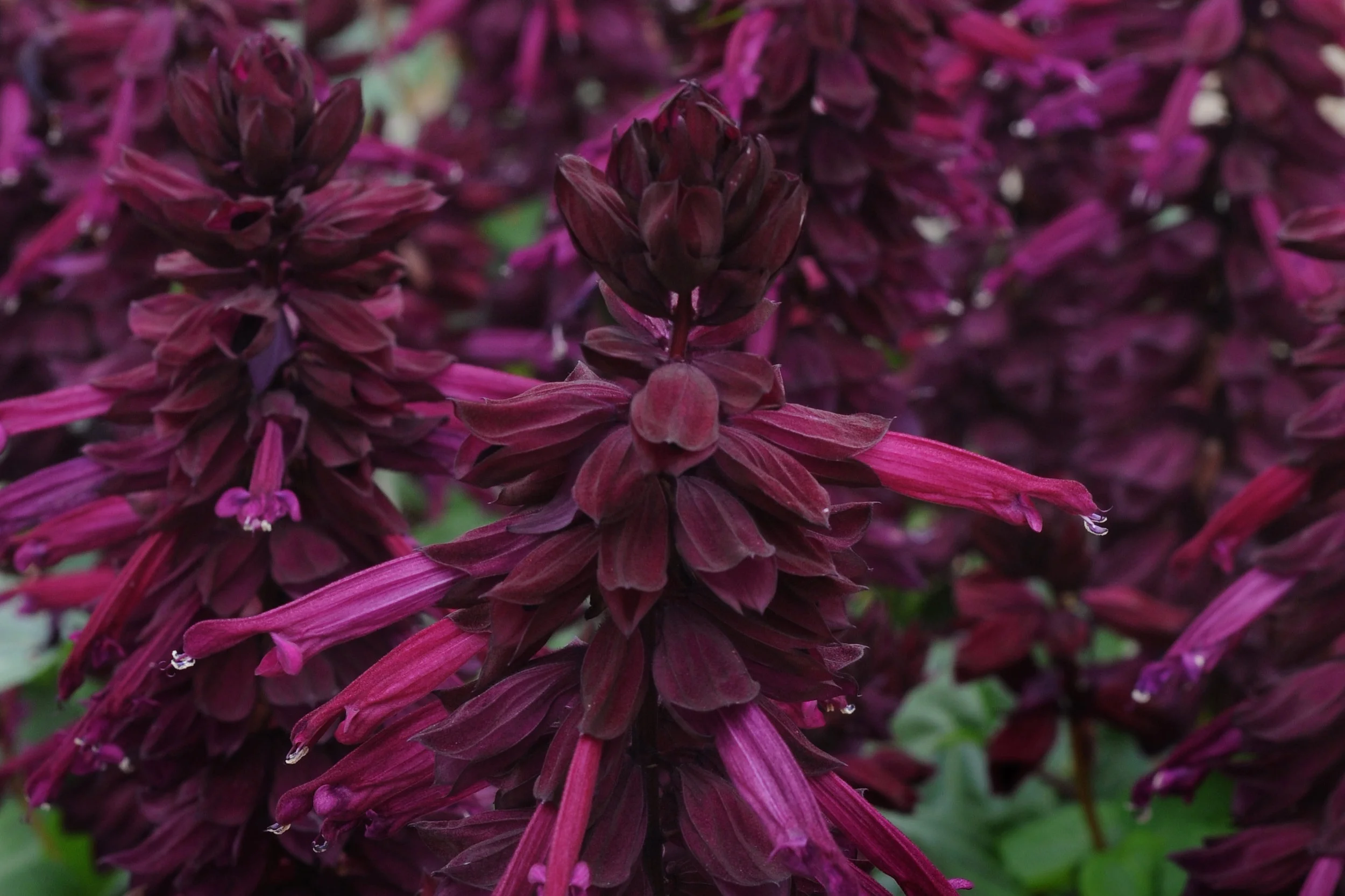 Salvia_Lighthouse_Purple_Bloom_8020.jpg