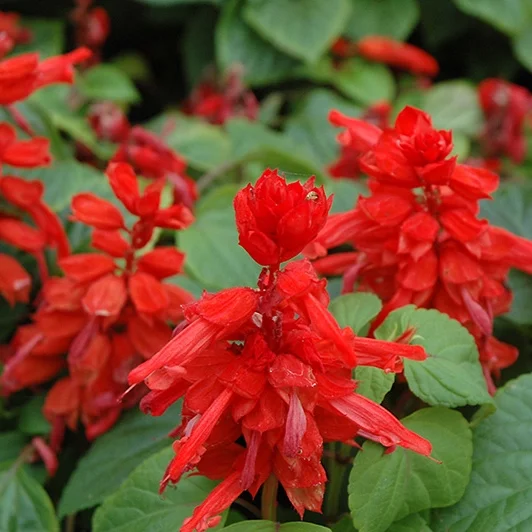 salvia_red_hot_sally_ii.jpg
