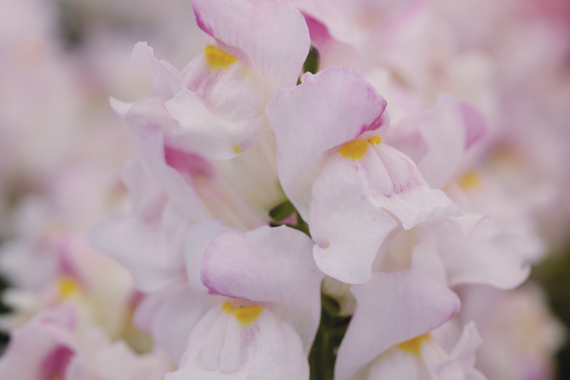 Snapdragon_Snapshot_Plumblossom_Bloom_11798.jpg
