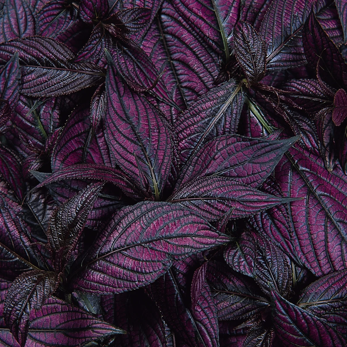 Strobilanthes_Persian_Shield_Bloom_8557.jpg