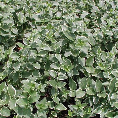 vinca+vine+2.jpg