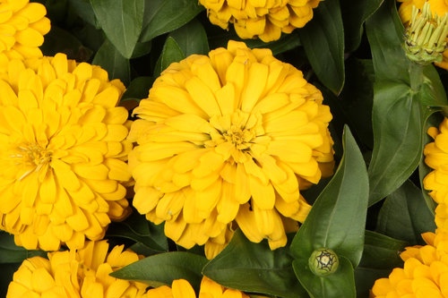 zinniamagellanyellow_1.jpg