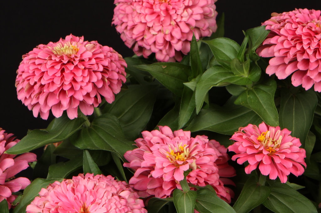 zinniamagellanpink_1.jpg