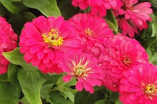 Zinnia Magellan Cherry_kpitjal2s.jpg