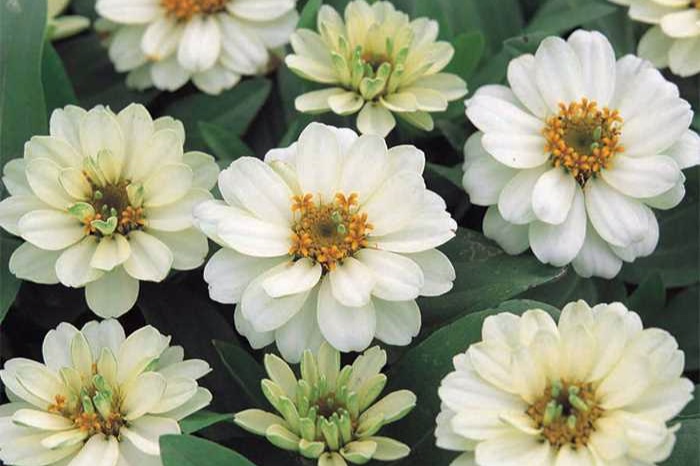 ProfusionDoubleWhiteZinnia.jpg