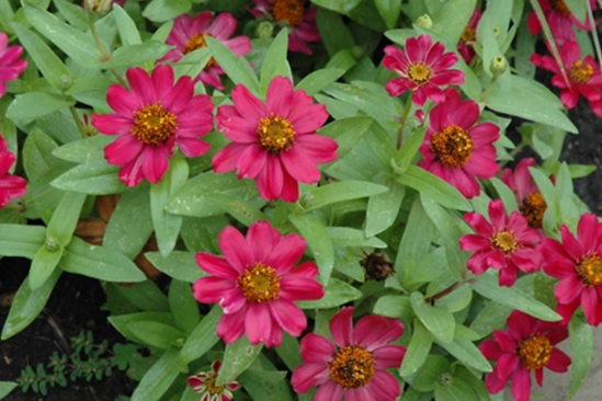 zinnia zahara cherry.jpg