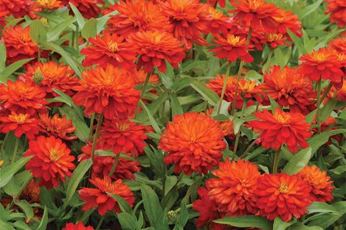 ZaharaDoubleFireZinnia.jpg