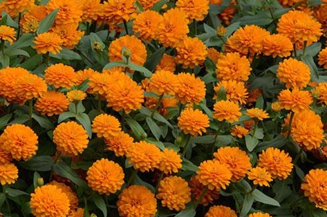 zahara double orange bright.jpeg