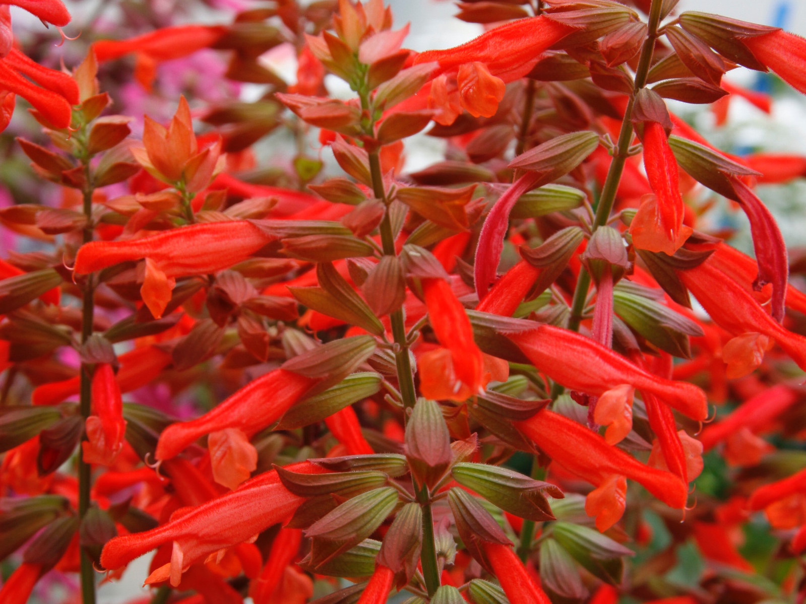 Salvia_Skyscraper_Orange_Bloom_23812.jpg
