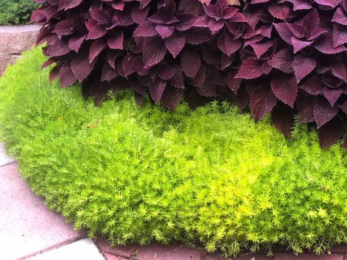 sedum%2B-%2Blemon%2Bcoral%2B2.jpg