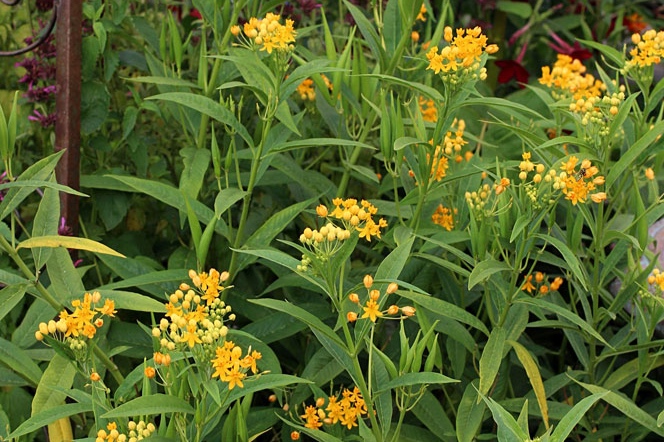 asclepias_curassavica_Silky_Gold_02.jpg