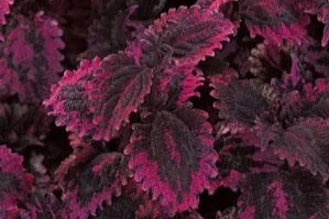 Coleus+florida+sun+rose.jpg